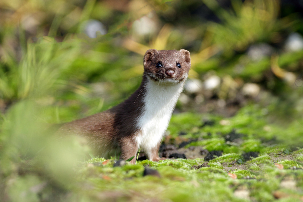 Weasel words. They’re as sneaky as their animal counterparts…